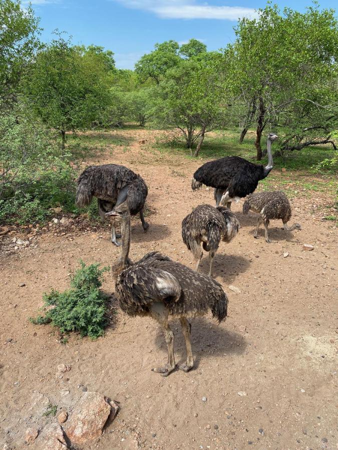 マールロス・パーク Birdsong Krugerヴィラ エクステリア 写真