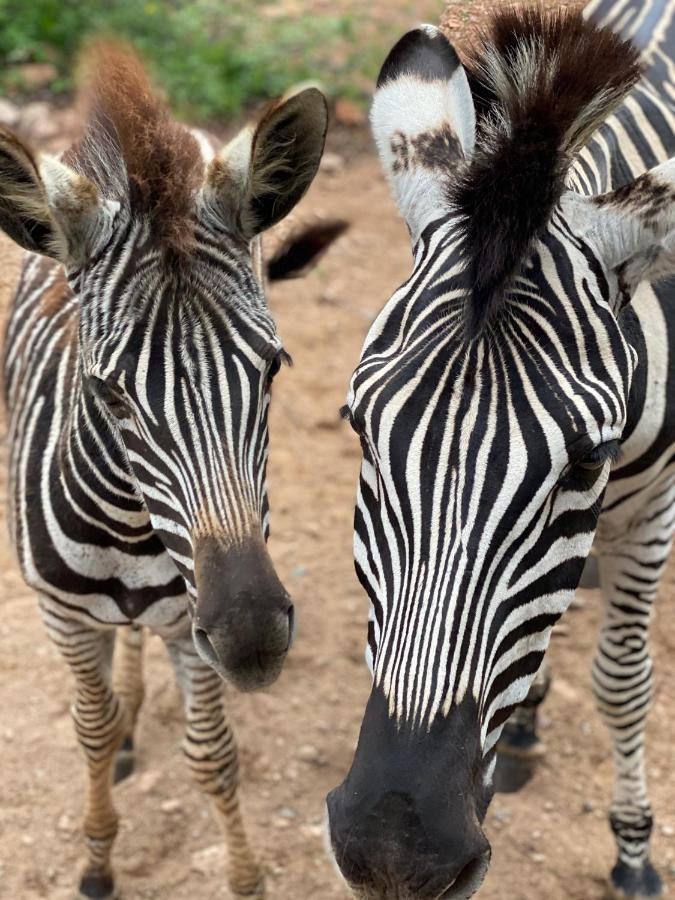 マールロス・パーク Birdsong Krugerヴィラ エクステリア 写真